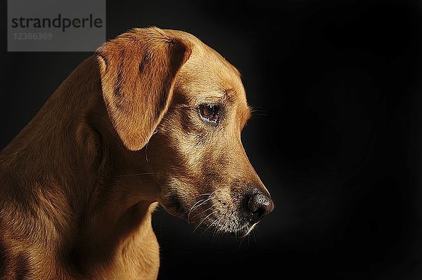 Labrador Retriever  gelb  weiblich  Tierportrait vor dunklem Hintergrund  Studioaufnahme