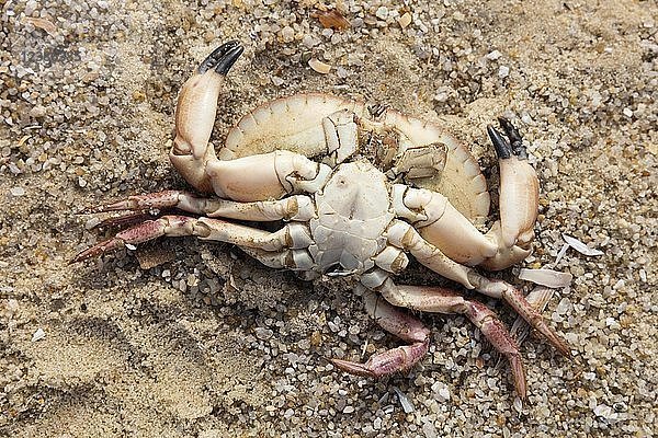 Tote Krabbe am Sandstrand  Sylt  Nordfriesische Insel  Nordfriesland  Schleswig-Holstein  Deutschland  Europa