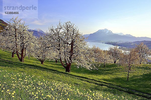 Blühende Kirschbäume (Prunus) in Küssnacht am Rigi  Blick auf den Vierwaldstättersee und den Pilatus  Kanton Schwyz  Schweiz  Europa