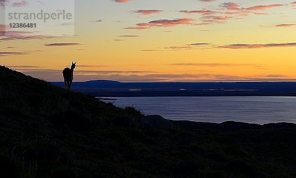 Guanako (Lama guanicoe) bei Sonnenaufgang mit roten Wolken an der Laguna Amarga  Torres del Paine National Park  Última Esperanza Provinz  Chile  Südamerika