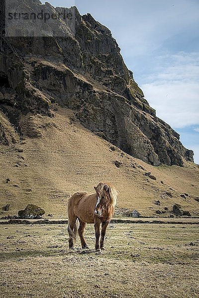 Islandpferd (Equus islandicus) vor einer Berglandschaft  Südisland  Island  Europa