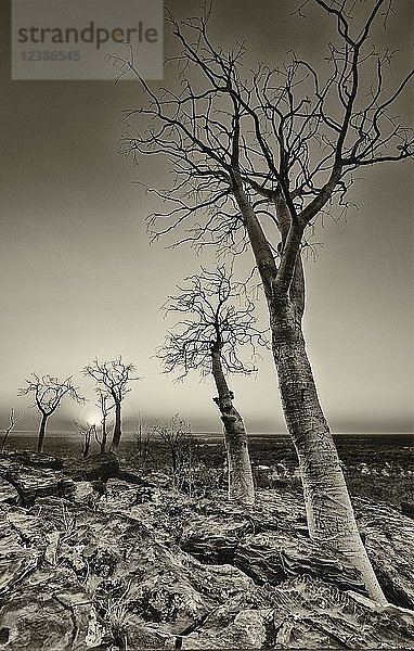 Moringa-Bäume (Moringa ovalifolia)  Etosha-Nationalpark  Namibia  Namibia  Afrika