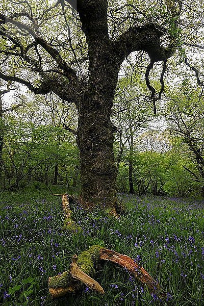 Blühende Glockenblumen (Hyacinthoides non-scripta) in einem Wald  Cornwall  England  Großbritannien
