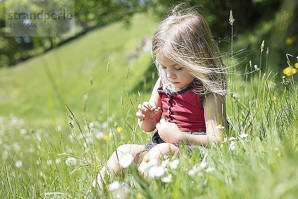 Kleines Mädchen pflückt Blumen  sitzt auf einer Blumenwiese  Oberbayern  Bayern  Deutschland  Europa