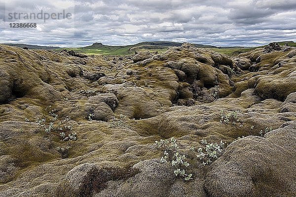 Vulkanische Landschaft  Eldhraun-Lavafeld  bewachsen mit Länglichem Felsenmoos (Racomitrium elongatum)  nahe Kirkjubærklaustur  Südisland  Island  Europa