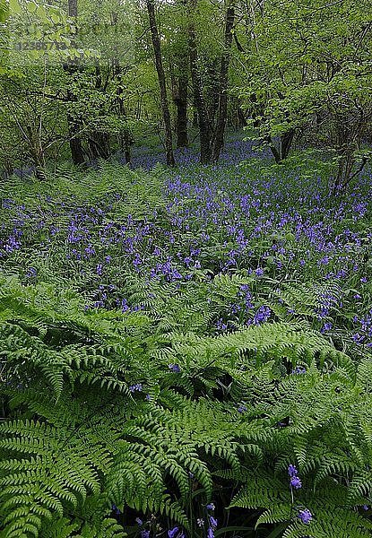 Wald mit Farn und blühenden Gewöhnlichen Glockenblumen (Hyacinthoides non-scripta)  Cornwall  England  Großbritannien