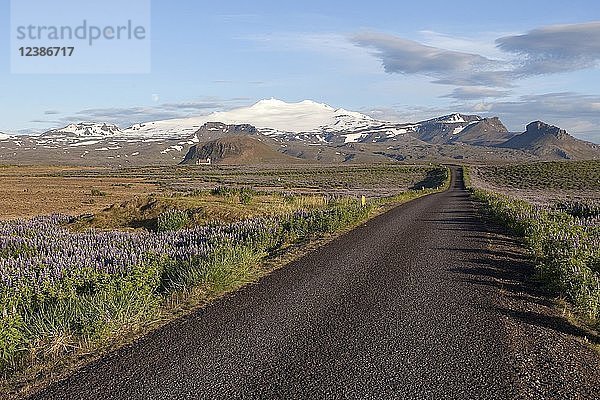 Straße durch Landschaft mit Lupinen bei Hellissandur  in der Hinterkirche von Ingjaldshóll vor dem schneebedeckten Vulkan Snæfell mit Gletscher Snæfellsjökul  Halbinsel Snæfellsnes  Westisland  Island  Europa