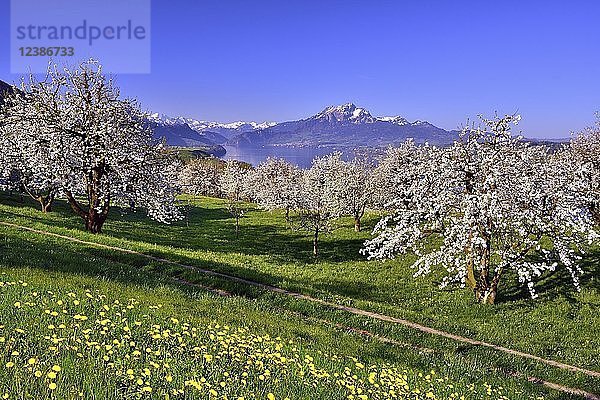 Blühende Kirschbäume (Prunus) in Küssnacht am Rigi  Blick auf den Vierwaldstättersee und den Pilatus  Kanton Schwyz  Schweiz  Europa