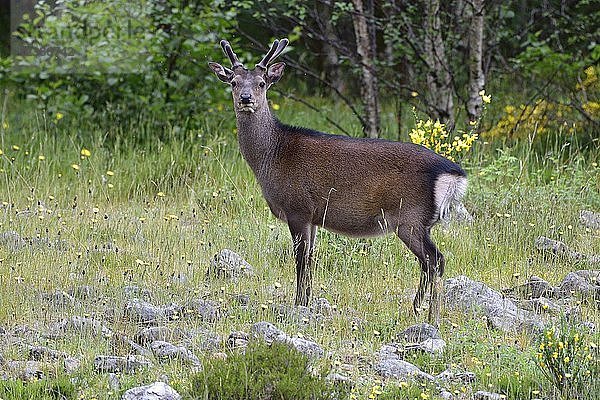 Junger Rothirsch (Cervus elaphus) in Bast  Schottische Highlands  Großbritannien