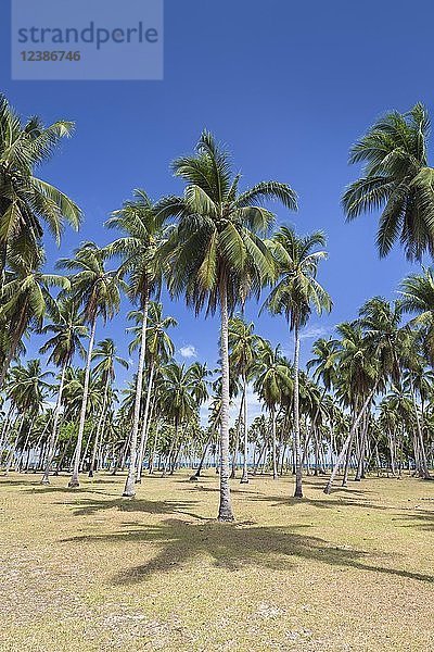 Palmen am Strand  San Vicente  Insel Palawan  Philippinen  Asien