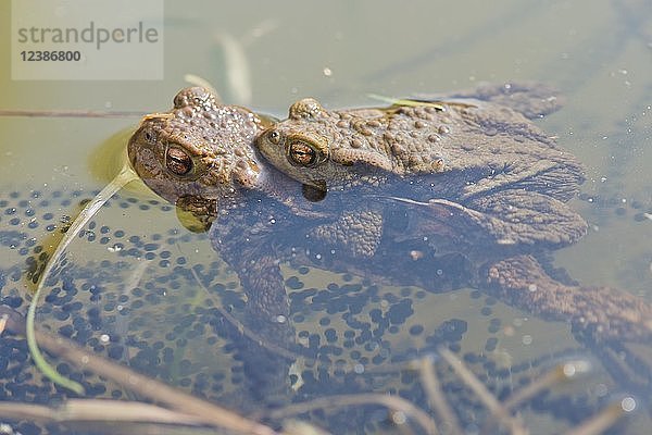 Erdkröte (Bufo bufo)  Paarung  Männchen und Weibchen mit Laichschnüren im Wasser  Emsland  Niedersachsen  Deutschland  Europa