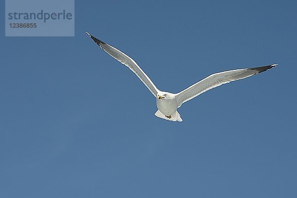 Heringsmöwe (Larus argentatus) im Flug vor blauem Himmel  Bonifacio  Korsika  Frankreich  Europa