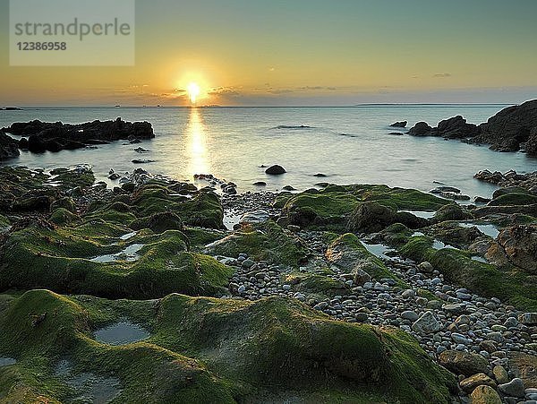 Bewachsene Felsen am Strand  Abendstimmung  Sonnenuntergang an der Küste  bei Le Conquet  Département Finistère  Bretagne  Frankreich  Europa