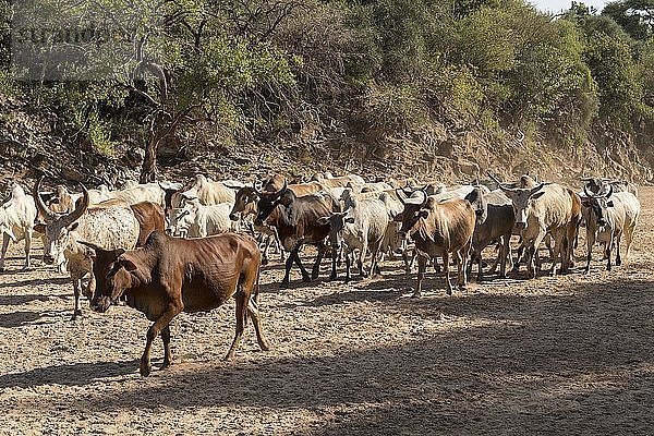 Rinderherde der Hamer läuft in trockenem Fluss  in der Nähe von Turmi  Region der südlichen Nationen und Völker  Äthiopien  Afrika