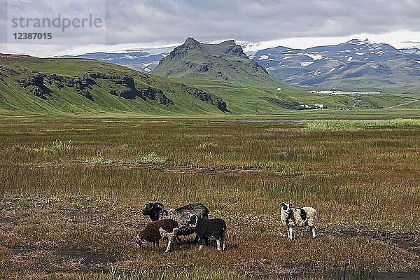 Isländische Schafe grasen auf einer Wiese vor einer Bergkulisse  in der Nähe von Kap Dyrhólaey  bei Vík í Mýrdal  Südisland  Island  Europa