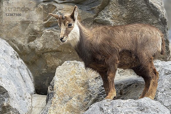 Gämse (Rupicapra rupicapra) steht auf Felsen  Jungtier  in Gefangenschaft