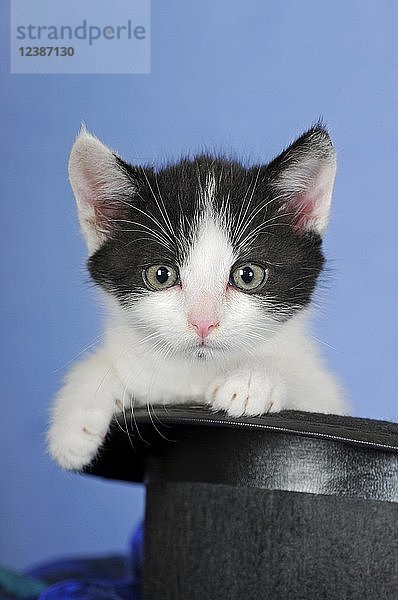 Kätzchen  8 Wochen  schwarz-weiß