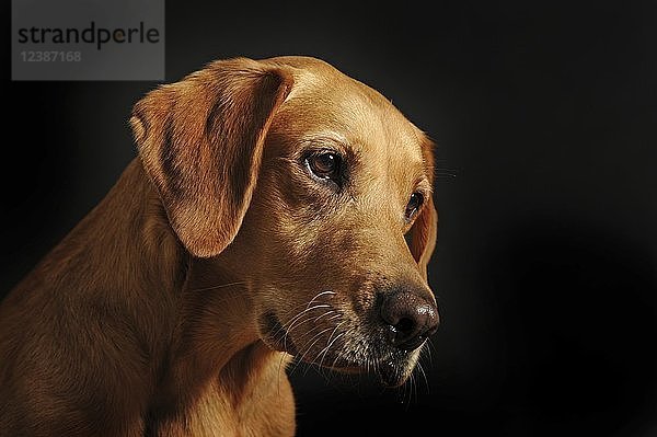 Labrador Retriever  gelb  weiblich  Tierportrait vor dunklem Hintergrund  Studioaufnahme
