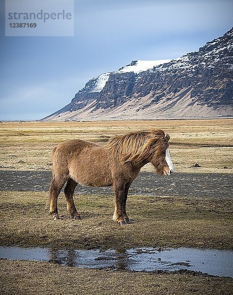 Islandpferd (Equus islandicus) an einem kleinen Fluss vor schneebedeckten Bergen  Südisland  Island  Europa