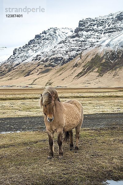 Islandpferd (Equus islandicus) am Fluss vor schneebedeckten Bergen  Südisland  Island  Europa