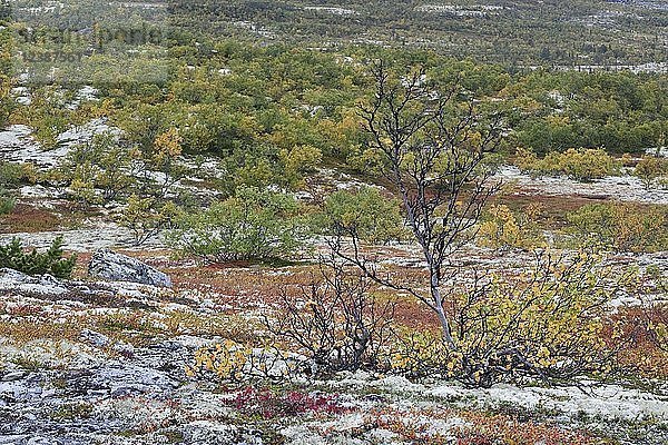 Leuchtende Farben  Bergbirke (Betula pubescens) und Felsen mit Rentierflechten  Fjell im Herbst  Rondane-Nationalpark  Norwegen  Europa