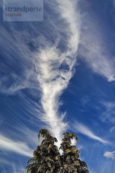 Windgekräuselte Federwolken (Cirrus) vor blauem Himmel  Nordrhein-Westfalen  Deutschland  Europa