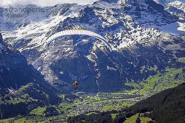 Gleitschirm nach dem Start vom Firstberg über Grindelwald  Berner Oberland  Schweiz  Europa