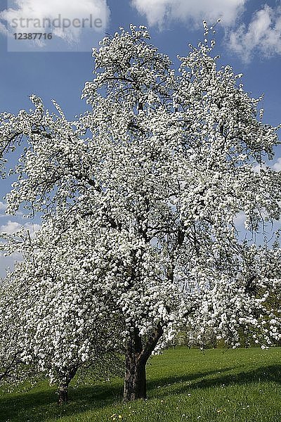 Alter Birnbaum auf einer Streuobstwiese  Schwäbische Alb  Deutschland  Europa