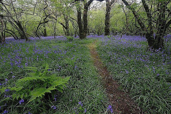 Pfad durch einen Wald mit Farn und blühenden Glockenblumen (Hyacinthoides non-scripta)  Cornwall  England  Großbritannien