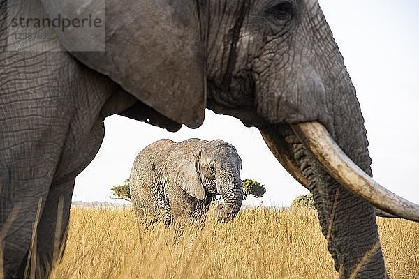 Afrikanische Elefanten (Loxodonta africana)  Imire Wildlife Conservation  Simbabwe  Afrika