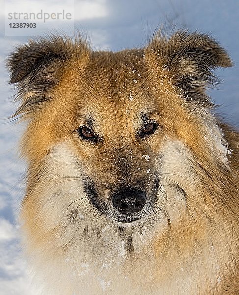 Islandhund (Canis lupus familiaris)  Tierporträt im Schnee  auch Islandspitz  Islandschäferhund  Island  Europa