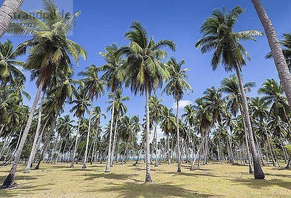 Palmen am Strand  San Vicente  Insel Palawan  Philippinenv