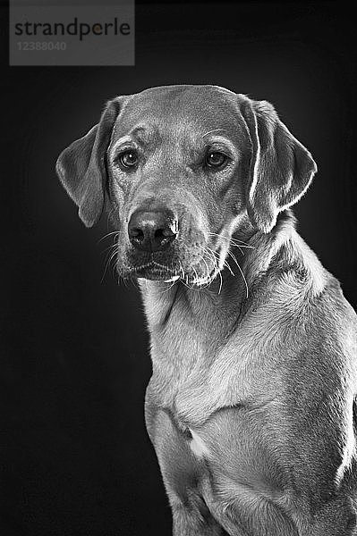 Labrador Retriever  gelb  männlich  sitzend  Tierportrait vor dunklem Hintergrund  Studioaufnahme