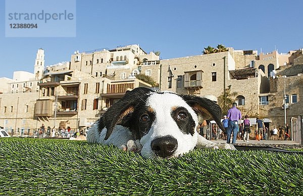 Ein Hund liegt vor der Altstadt von Jaffa  alter Hafen  heute Teil von Tel Aviv  Tel Aviv-Jaffa  Israel  Asien