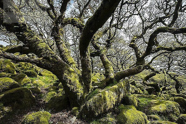 Wistman's Wood  Dartmoor National Park  Old Oaks  Devon  Vereinigtes Königreich  Europa