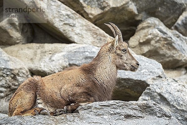 Alpensteinbock (Capra ibex) liegt auf einem Felsen  Jungtier  weiblich  in Gefangenschaft