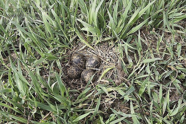 Nester mit vier Eiern im Gras  Kiebitz (Vanellus vanellus)  Niederösterreich  Österreich  Europa