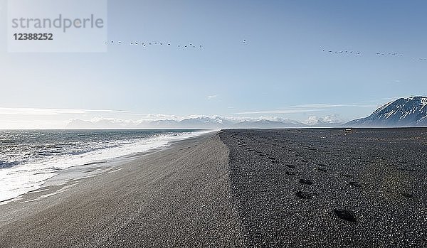 Schwarzer Sandstrand mit Spuren  Lavastrand  schneebedeckte Berge im Hintergrund  Schwäne fliegen am Himmel  Hvalnes Nature Reserve  Südisland  Island  Europa