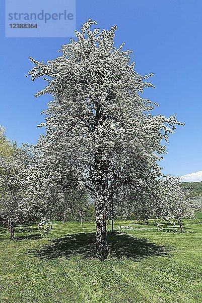Blühender Birnbaum (Pyrus)  blauer Himmel  Oberfranken  Bayern  Deutschland  Europa