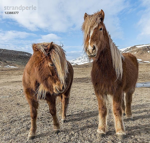 Islandpferde (Equus przewalskii f. caballus)  braun  stehend in karger Landschaft  Südisland  Island  Europa