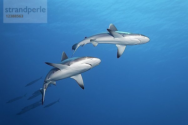 Zwei Graue Riffhaie (Carcharhinus amblyrhynchos)  Indischer Ozean  Malediven  Asien