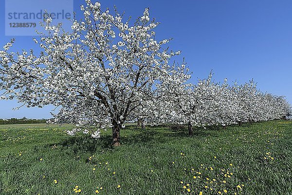 Blühende Kirschbäume (Prunus avium) auf einer Plantage  blauer Himmel  Mittelfranken  Bayern  Deutschland  Europa