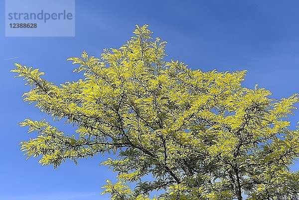 Himmelsbaum (Ailanthus altissima)  blauer Himmel  Bayern  Deutschland  Europa
