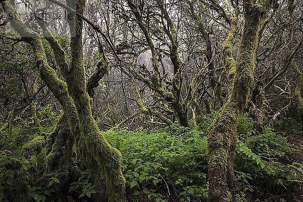 Moosbedeckte Bäume im Nebelwald  Lorbeerwald  Raya la Llania  El Hierro  Kanarische Inseln  Spanien  Europa