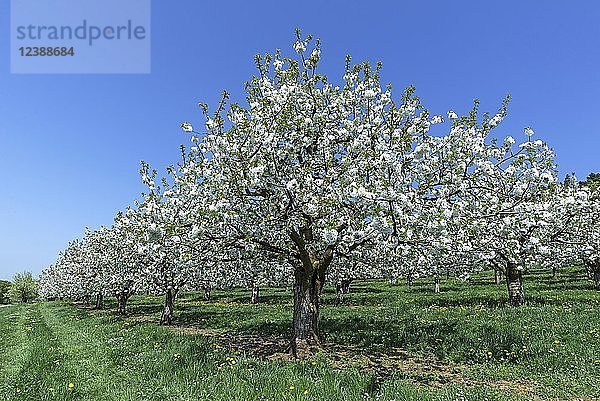 Blühende Kirschbäume (Prunus avium) auf einer Plantage  blauer Himmel  Mittelfranken  Bayern  Deutschland  Europa