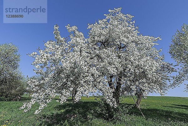 Blühender Kirschbaum (Prunus avium) auf einer Wiese  blauer Himmel  Mittelfranken  Bayern  Deutschland  Europa