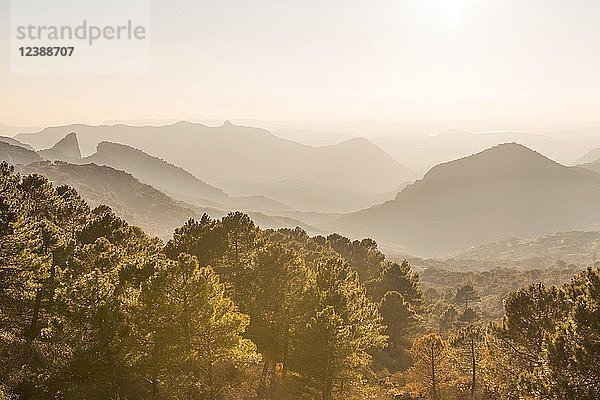 Bewaldete Berglandschaft im Gegenlicht  Mirador Puerto del Boyar  Vale del Boyar  Sierra de Grazalema  Andalusien  Spanien  Europa