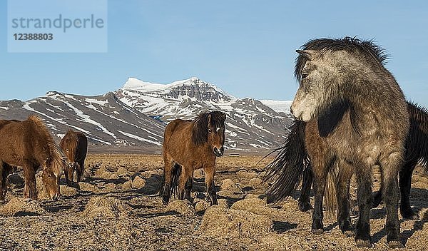 Herde Islandpferde (Equus przewalskii f. caballus) vor schneebedeckten Bergen  Südisland  Island  Europa