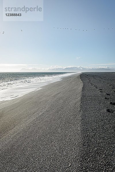 Schwarzer Sandstrand mit Spuren  Lavastrand  schneebedeckte Berge im Hintergrund  Naturschutzgebiet Hvalnes  Südisland  Island  Europa