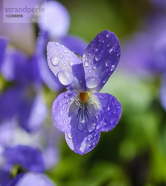 Waldveilchen (Viola odorata)  Blüte mit Wassertropfen  Oberbayern  Bayern  Deutschland  Europa